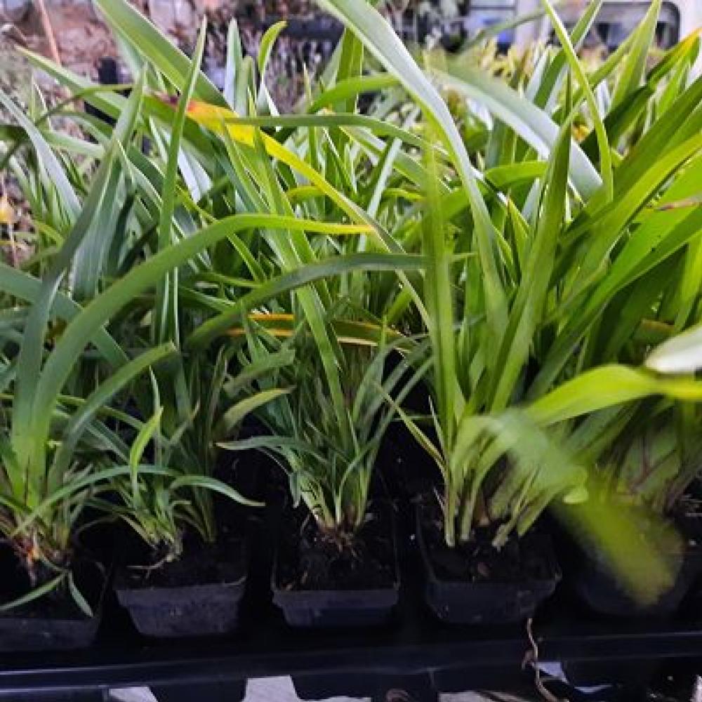 Phormium  cookianum Emerald Gem