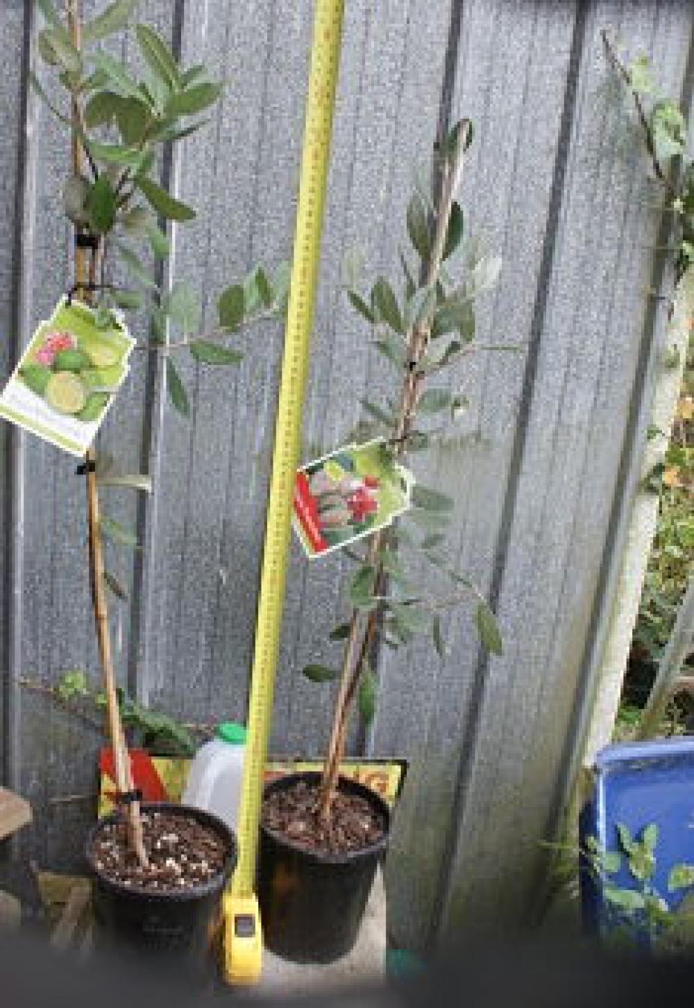 Feijoa Pounanu