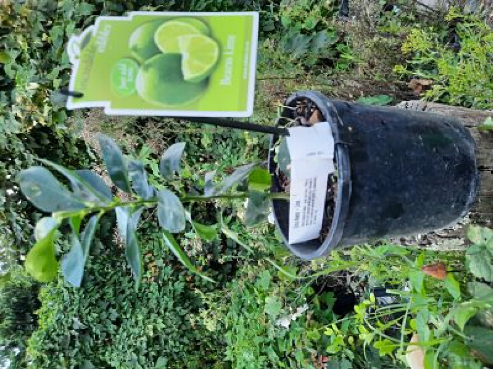 Citrus Bears Lime