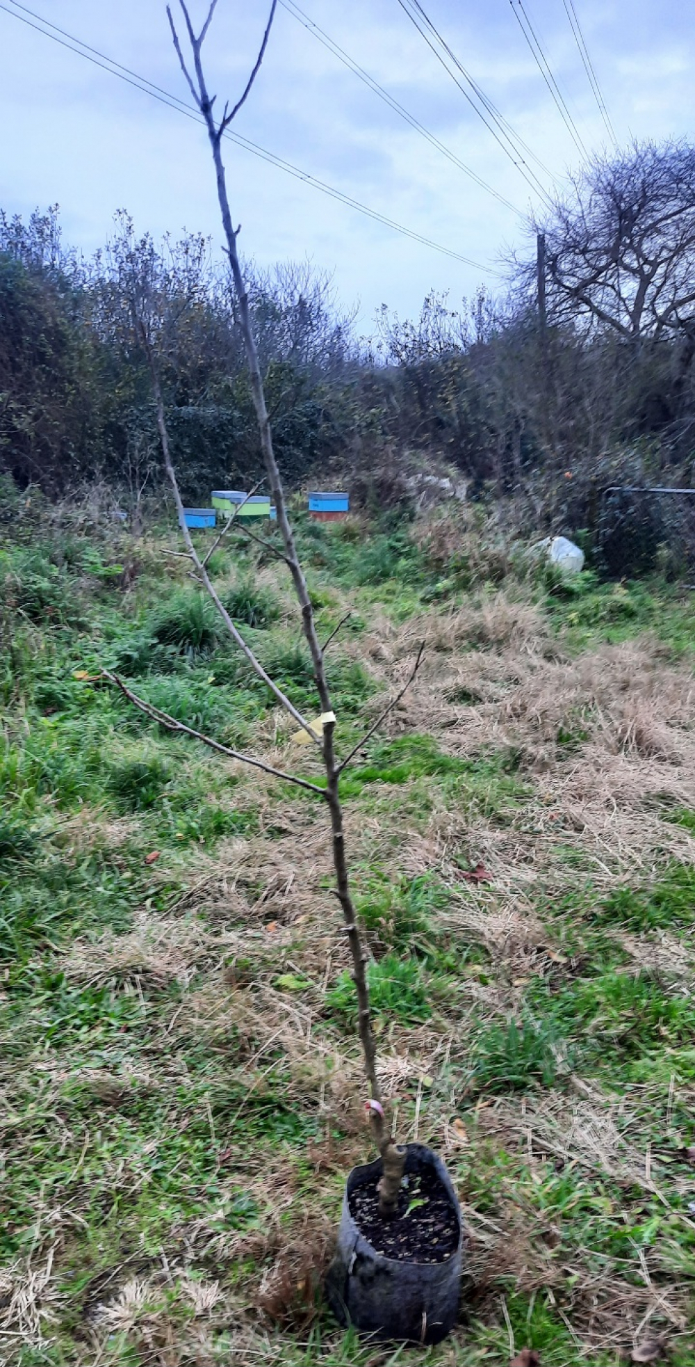 Apple Trees