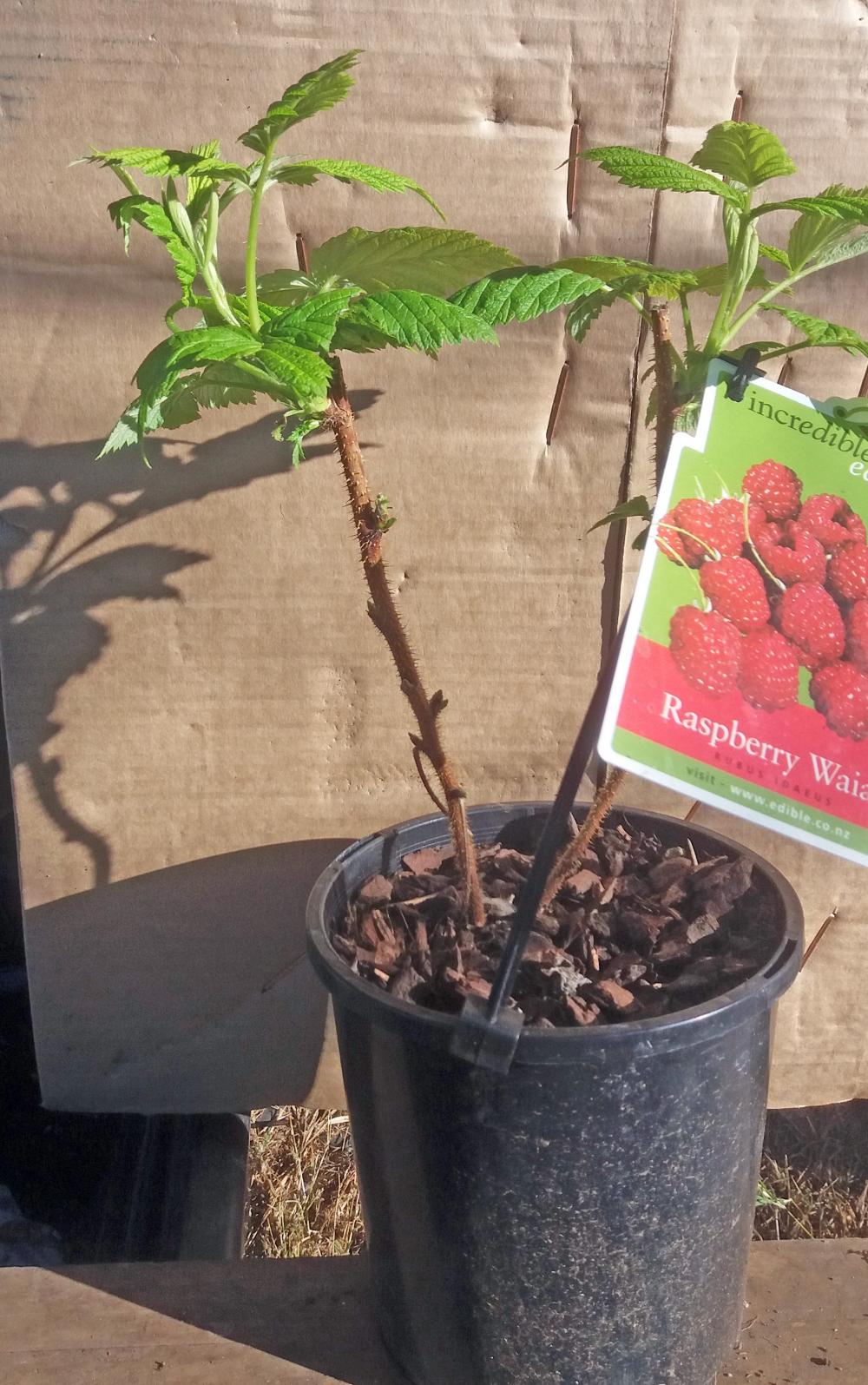 Raspberry Waiau