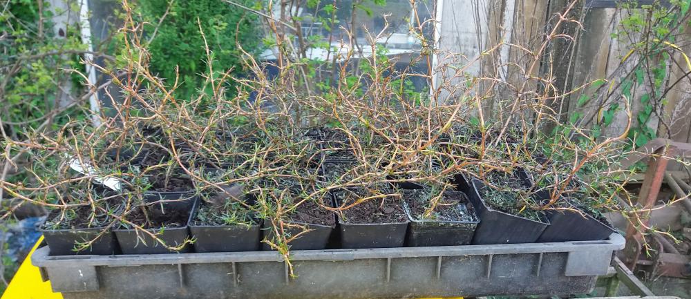 Coprosma  rugosa Lobster