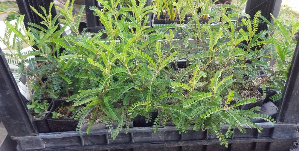 Kowhai Dragons Gold