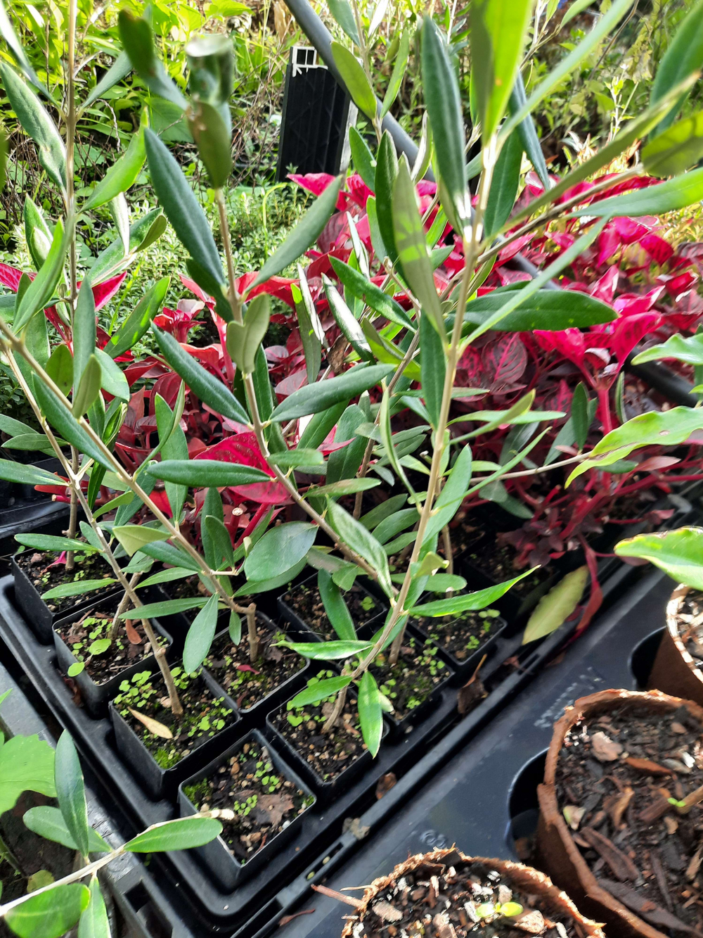 Olive Ascolarno Plants