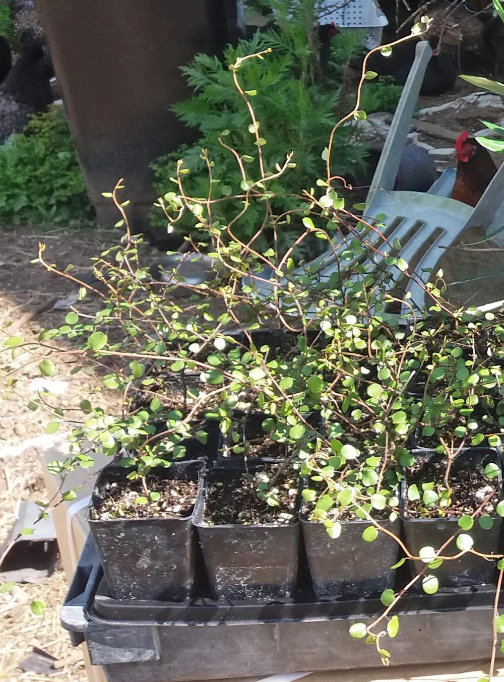 Muehlenbeckia axillaris