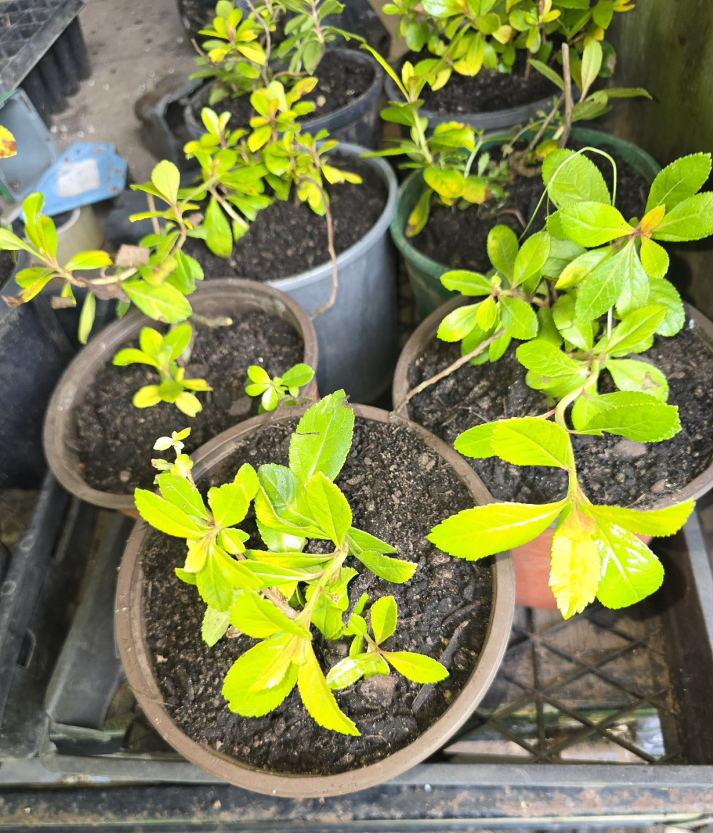 Escallonia Golden Brain
