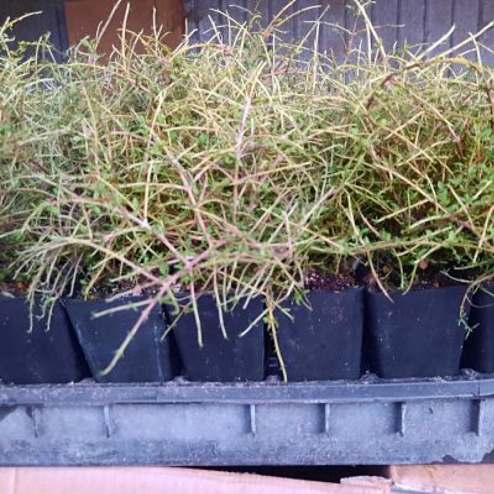 Coprosma Riddler
