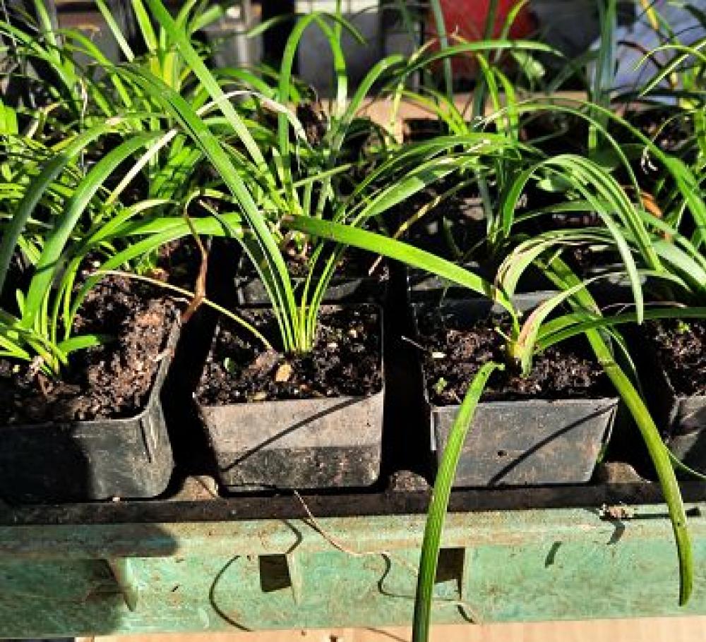 Lirope muscari Evergreen Giant