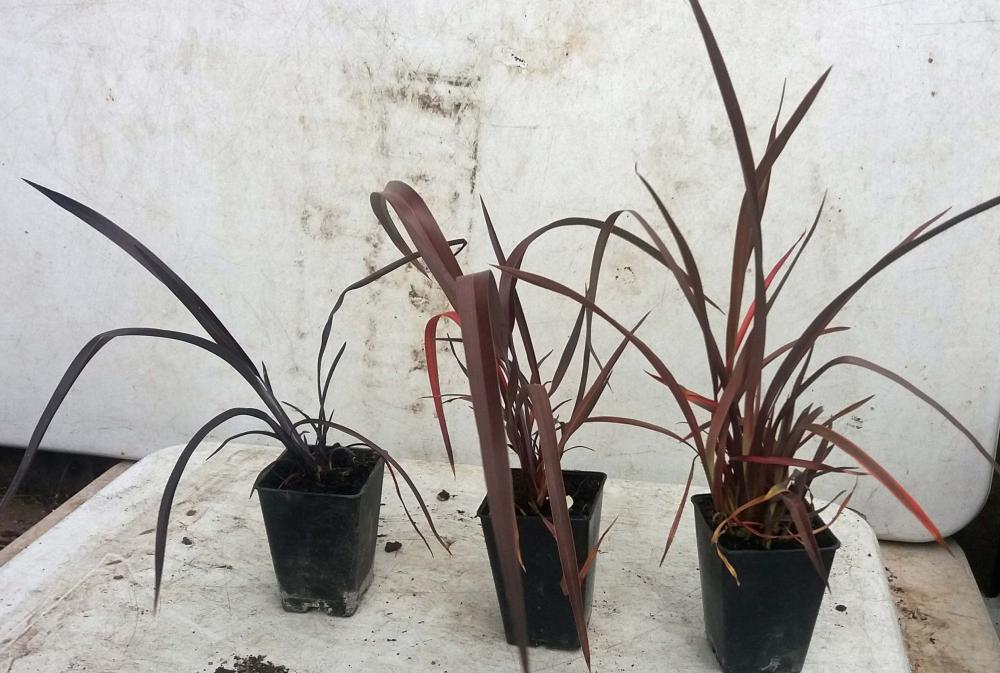 Phormium tenex purpureum  ( Māori harakeke )