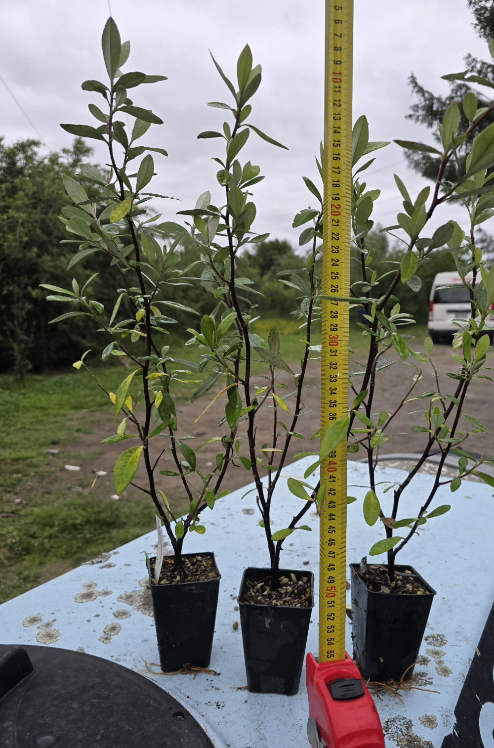 Corokia Geentys Green