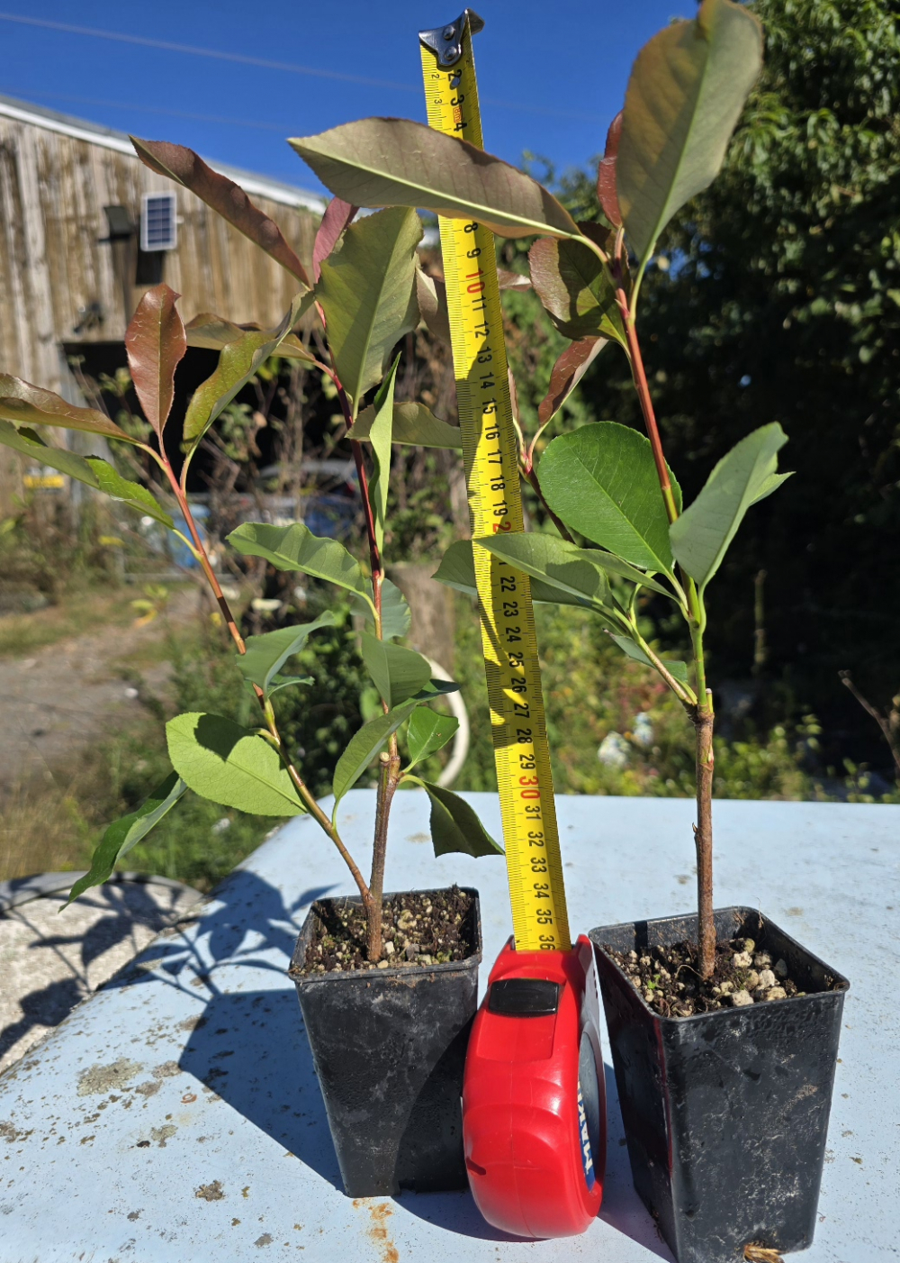 Photinia Red Robin