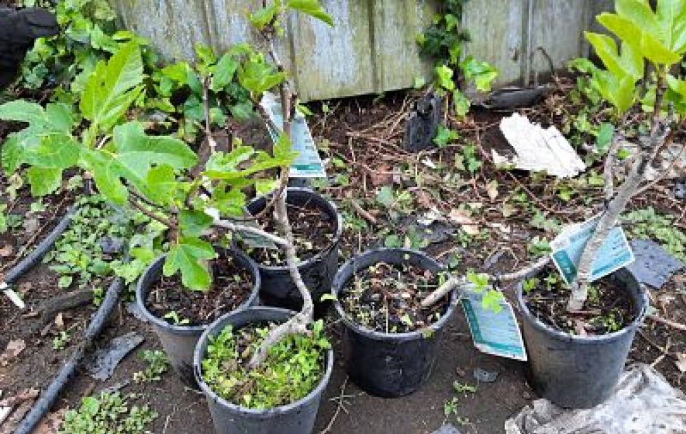 Fig Plants