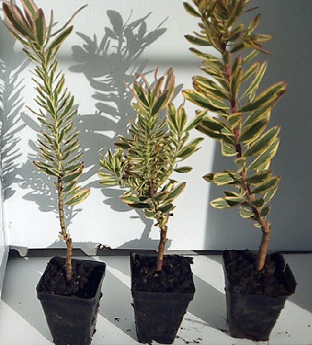 Leucodendron Jester
