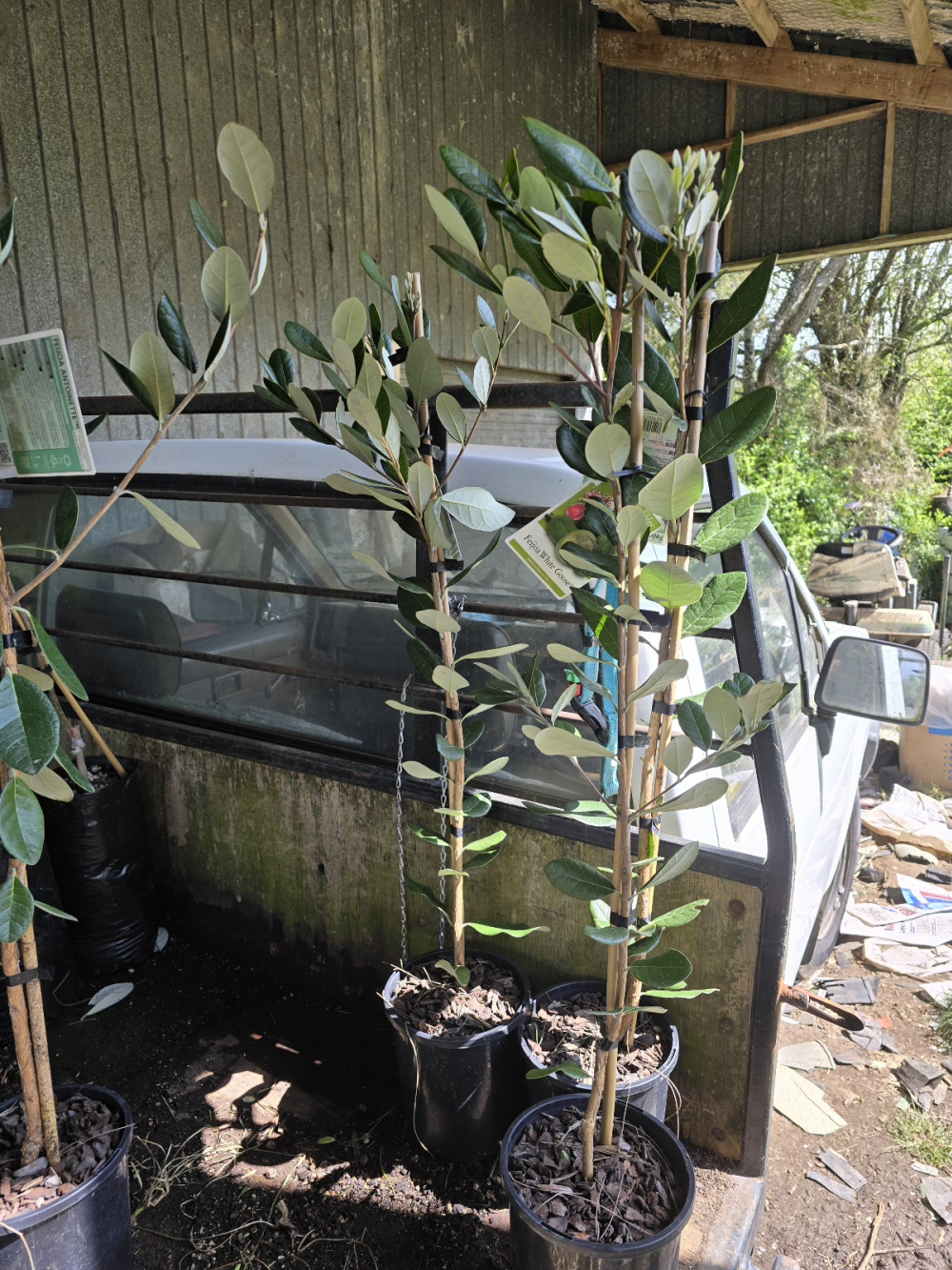 Feijoa White Goose