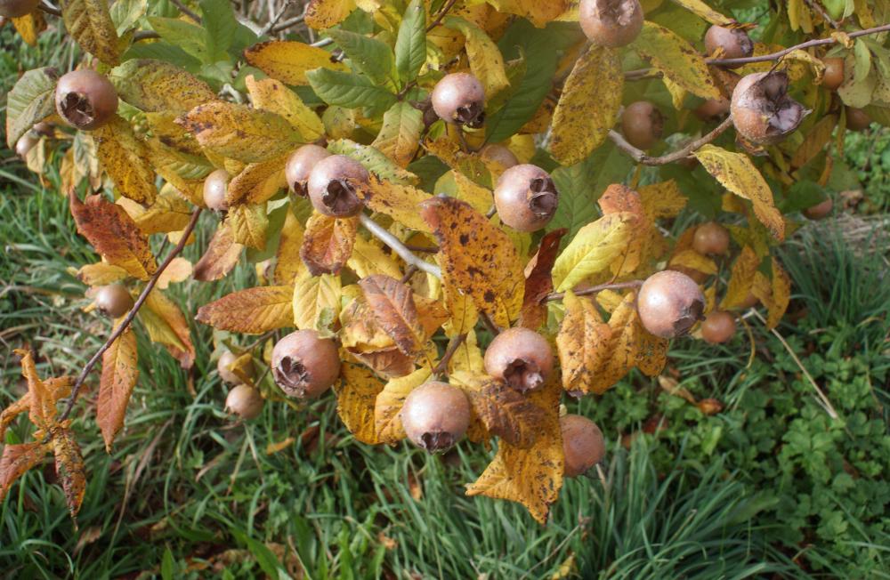 Medlar Fruit (Mespilus germanica)