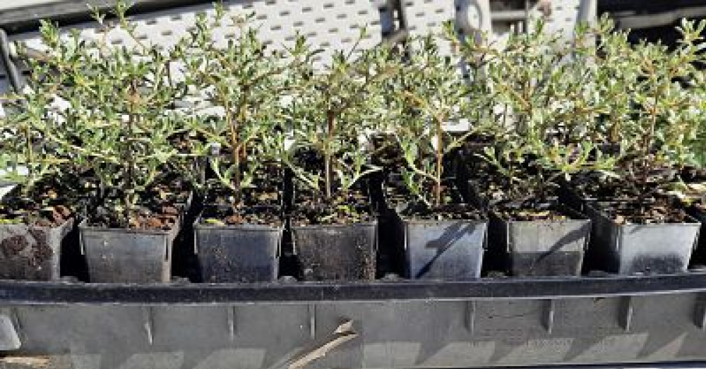 Coprosma kirkii varigated