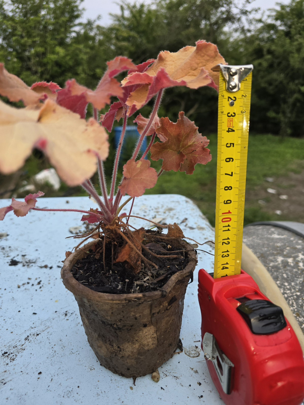 Kaipaki Nursery