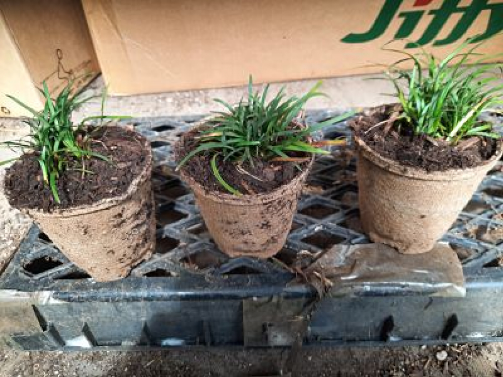 Ophiopogon japonica Nana (dwarf mondo grass)