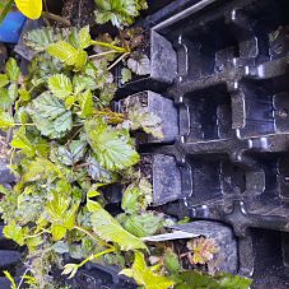 Rubus Navaho