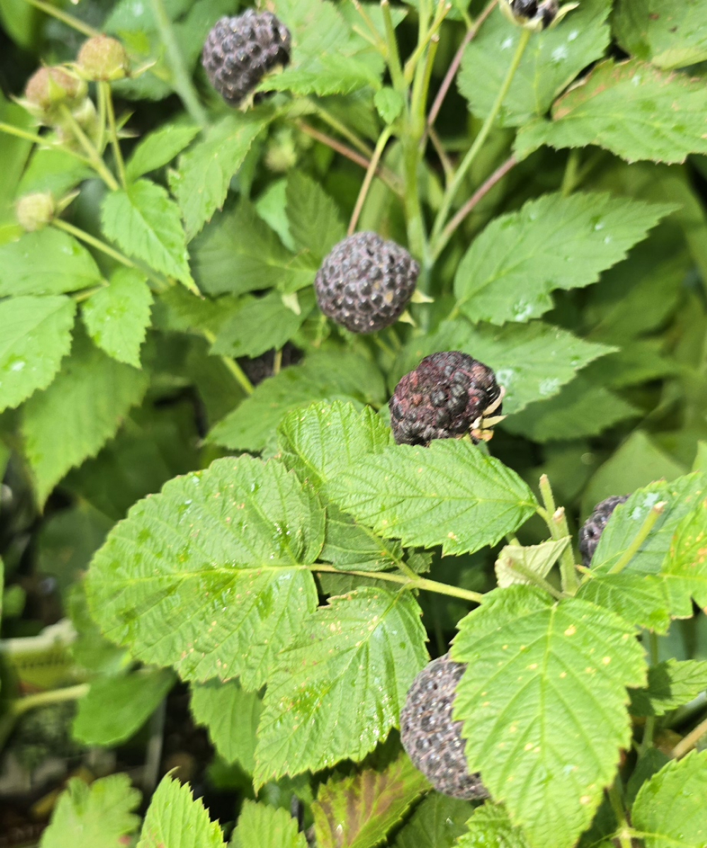 Raspberry Ebony ™  Rubus idaeus  Hortberry1  PVR