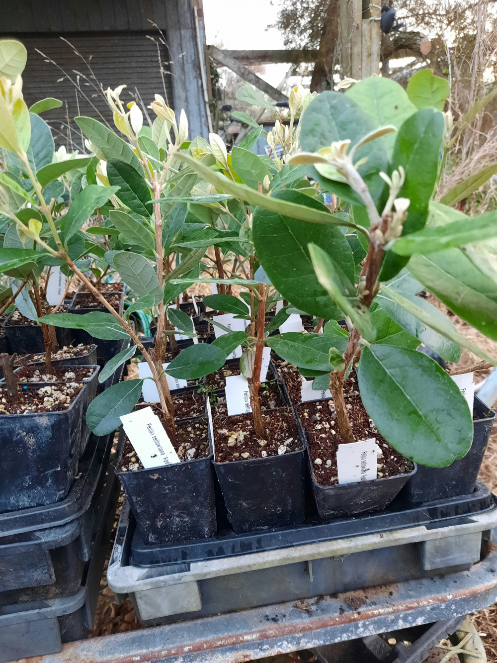 Feijoa Apollo