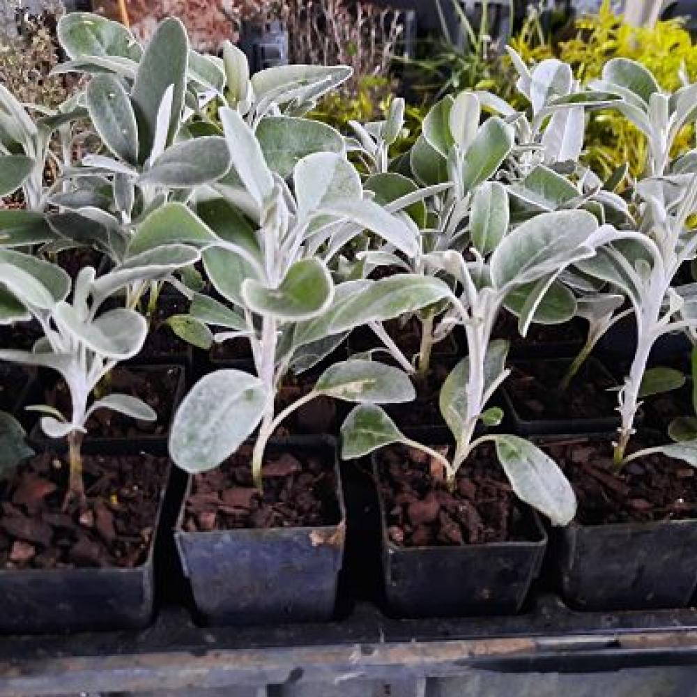 Brachyglottis Otari Cloud
