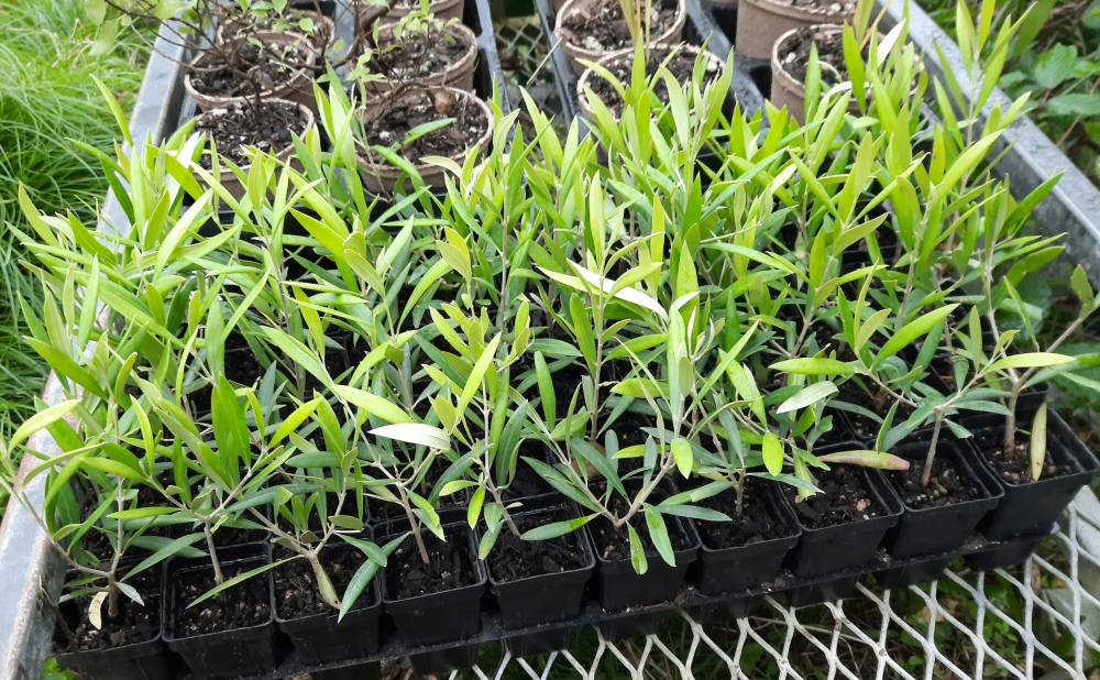 Olea El Greco  (Olive)