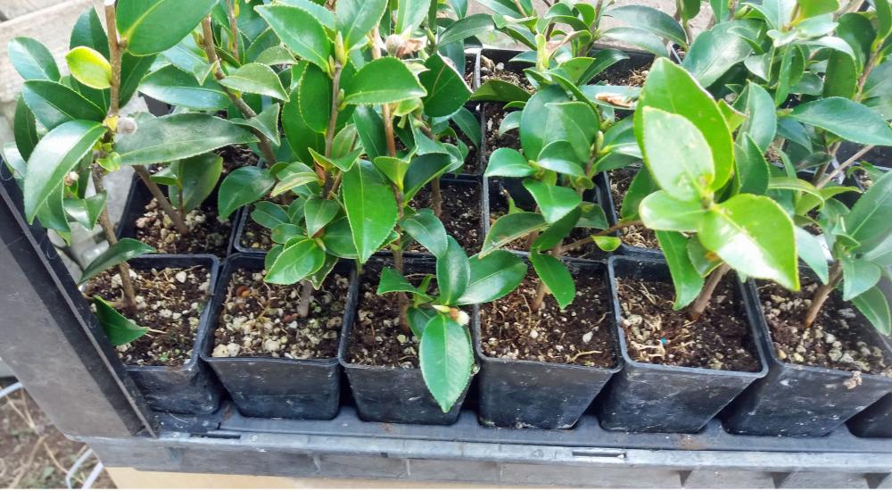 Camellia sasanqua Kanjiro (syn Hiryu)