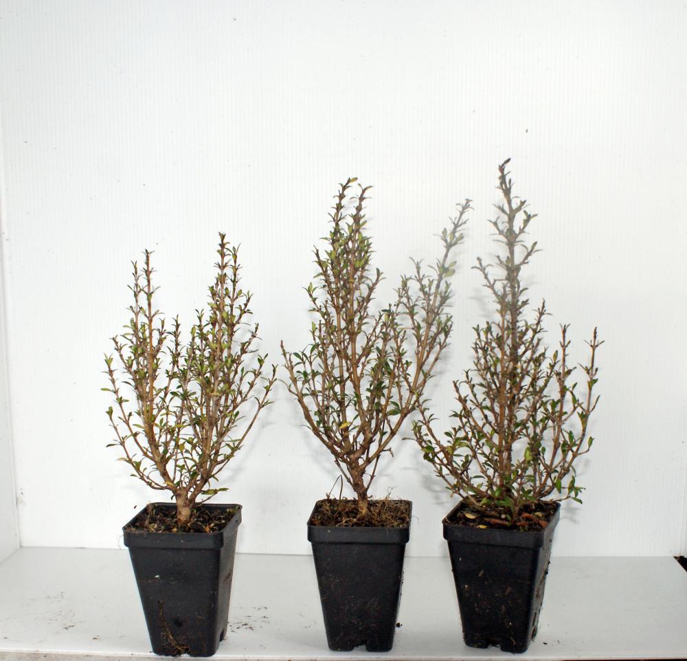 Coprosma propinqua Mati Magic