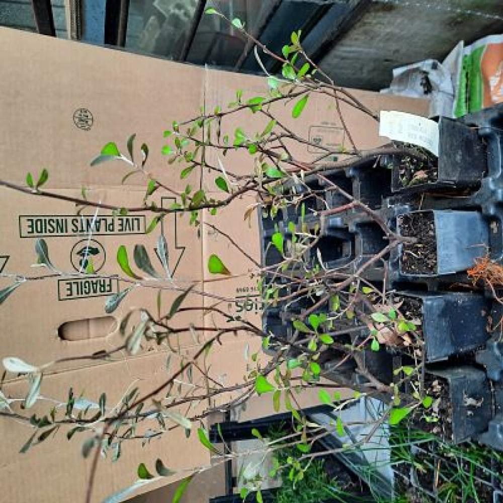 Corokia Red Wonder