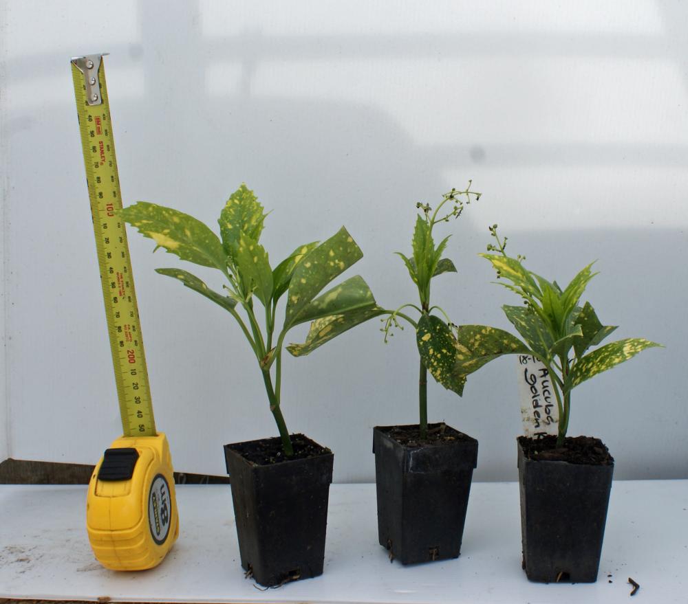 Aucuba japonica crotonifolia