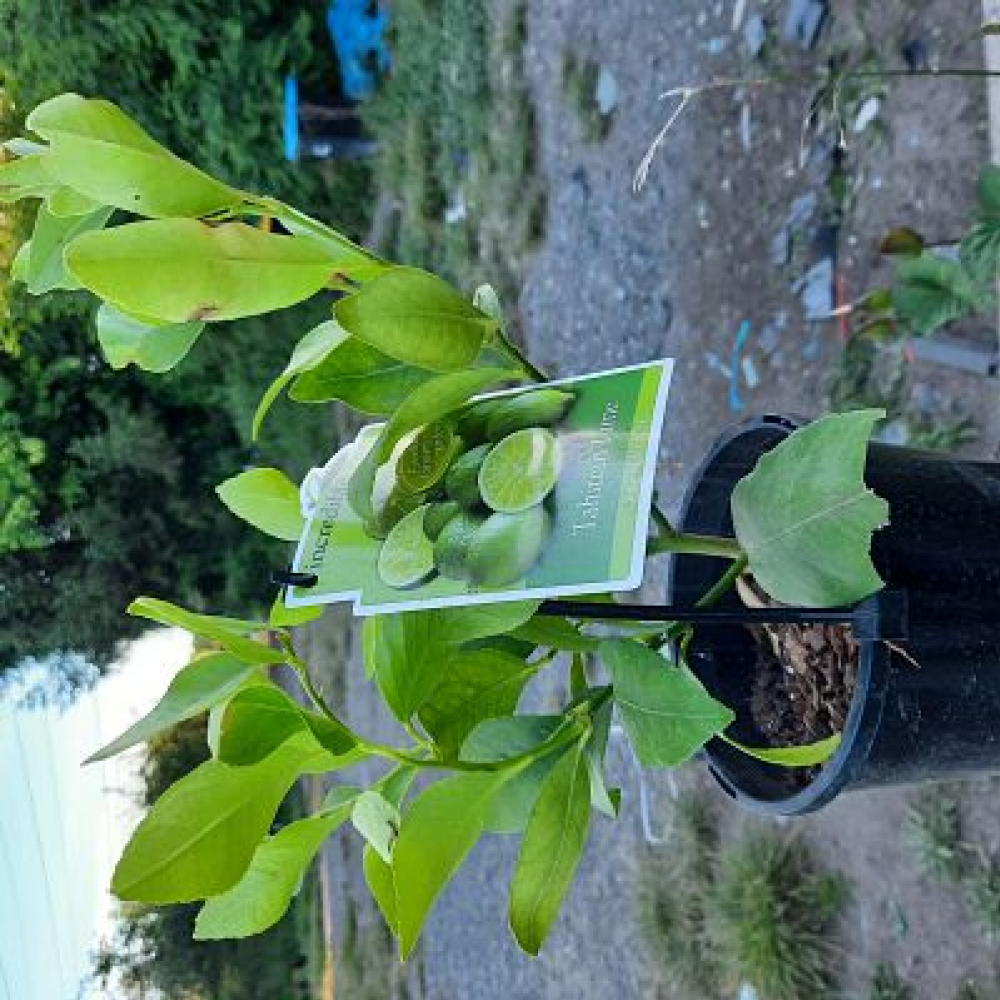 Medium Size Citrus Plants