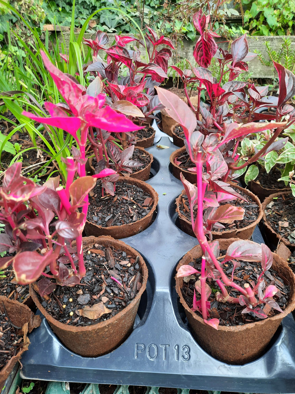 Iresine herbstii Neon Pink