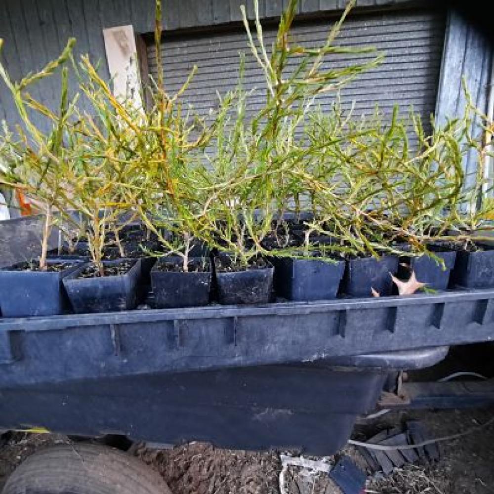 Coprosma acerosa