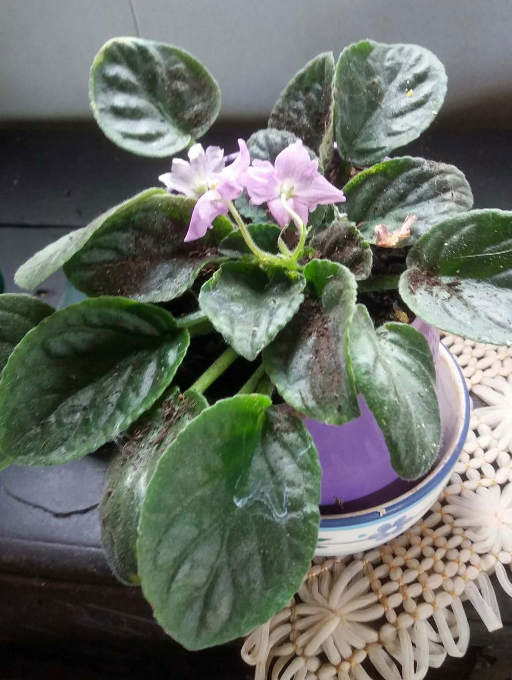 African Violet