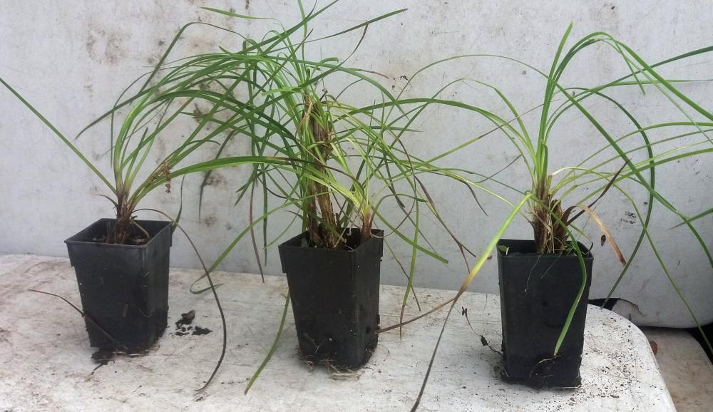 Lomandra Little Pal