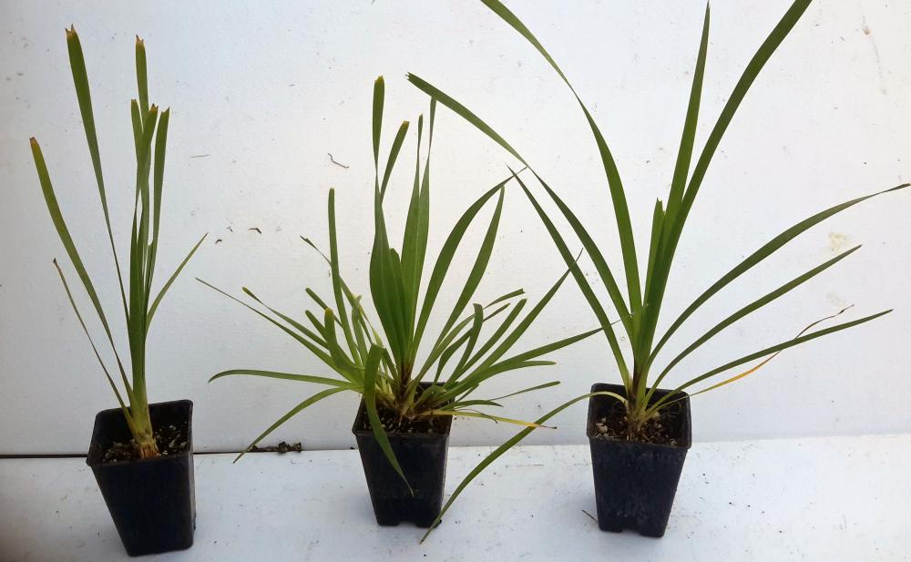 Lomandra longifolium syn L longifolia