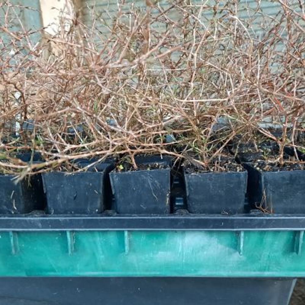 Coprosma acerosa Red Rock