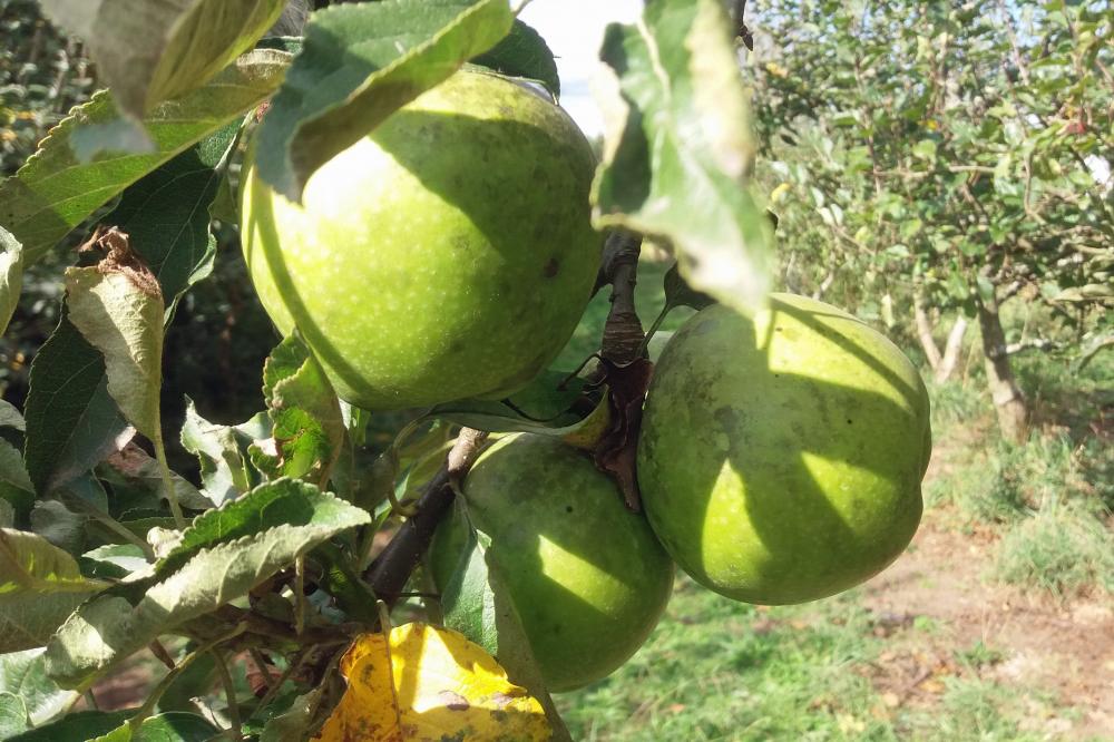 Granny Smith Apples