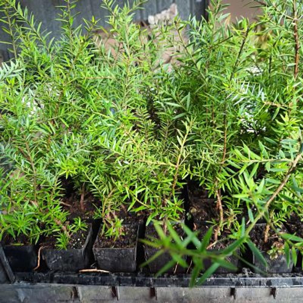 Podocarpus totara aurea  Golden Totara