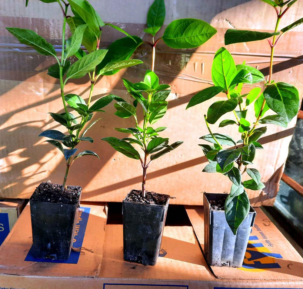 Viburnum Anvi