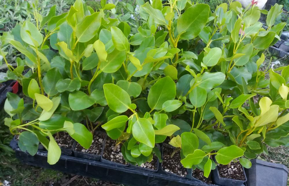 Griselinia Broadway Mint