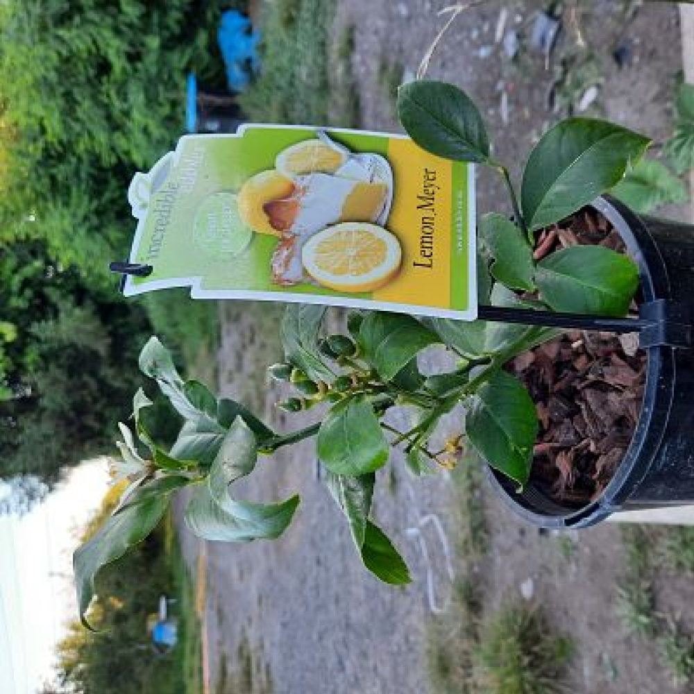 Citrus Tree Lemon Meyer  3l pot