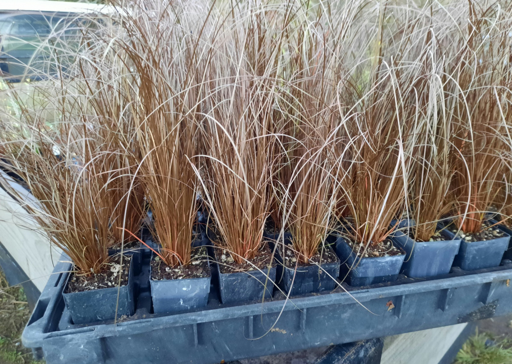 Carex comans Red