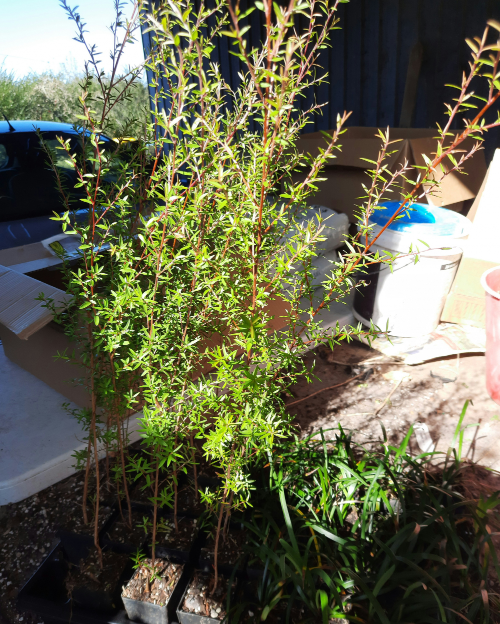 Leptospermum scoparium Manuka