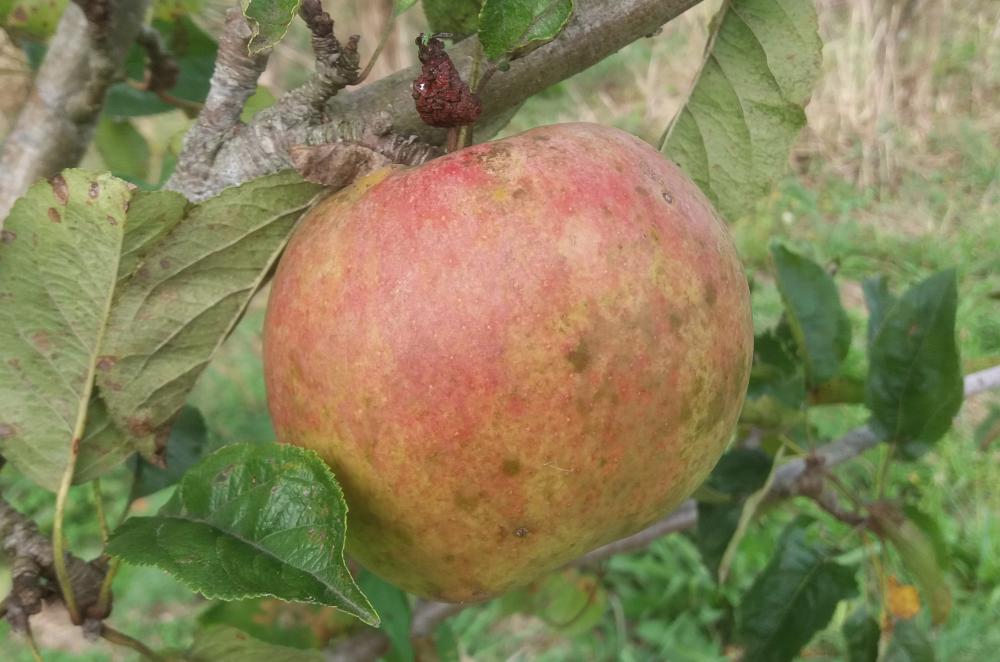 kg of Apple Montys Surprise