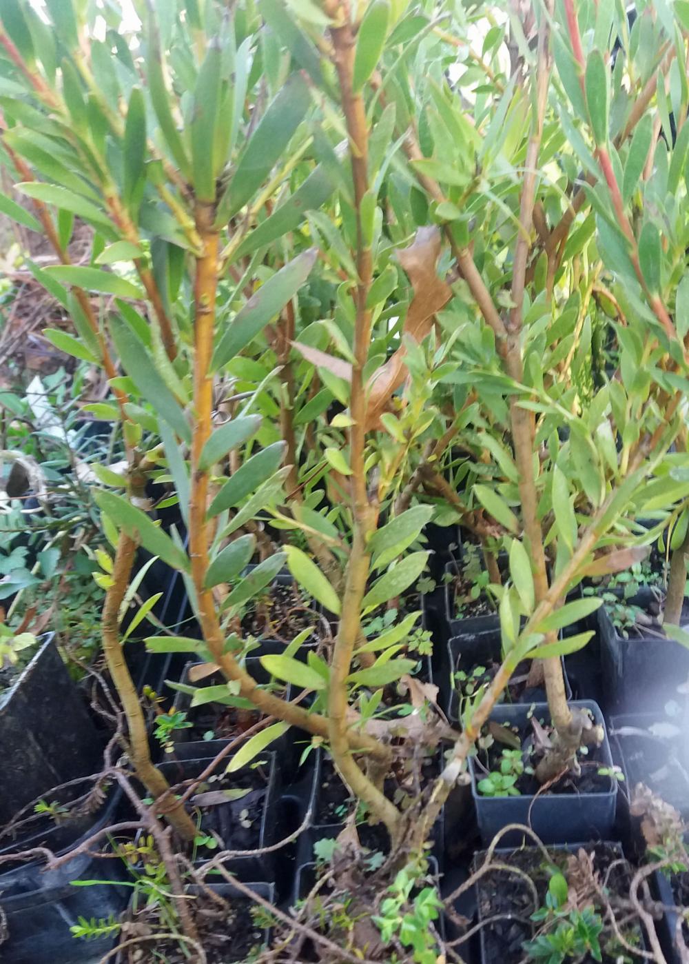Leucodendron Loving Memory