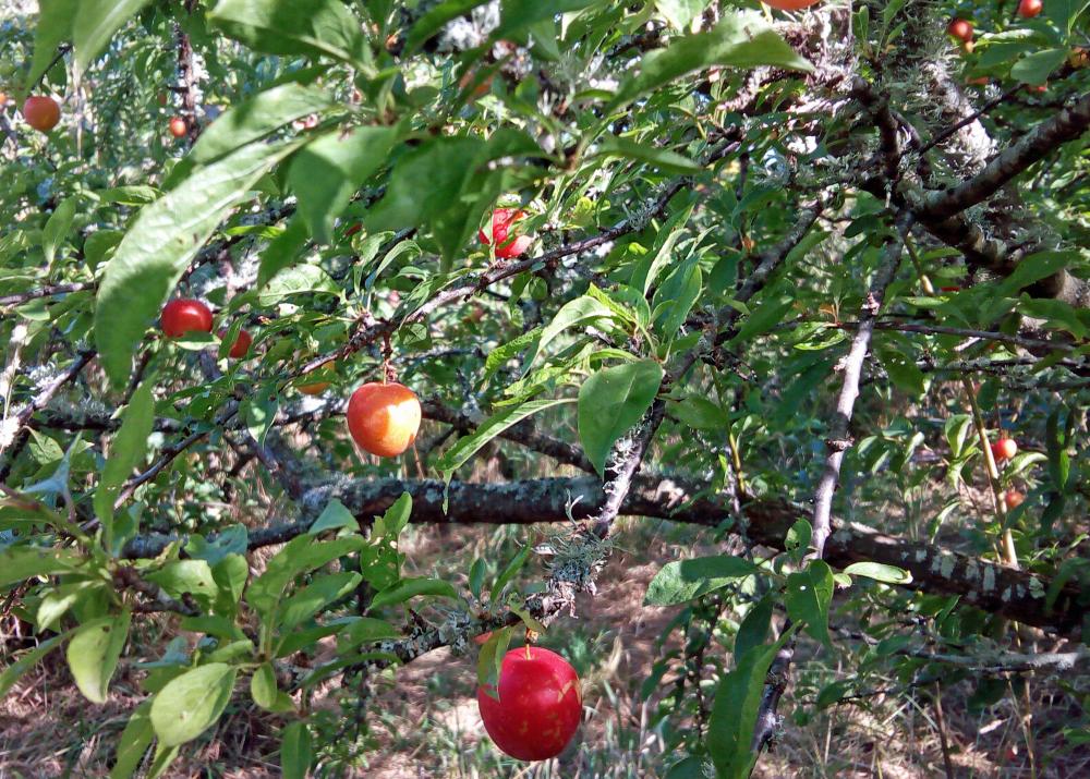 Plumcot