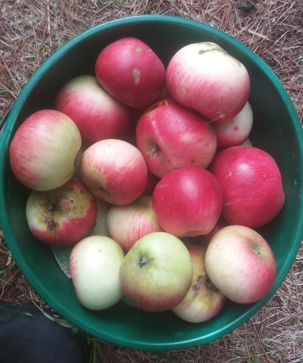 Fresh Picked Akane Apples