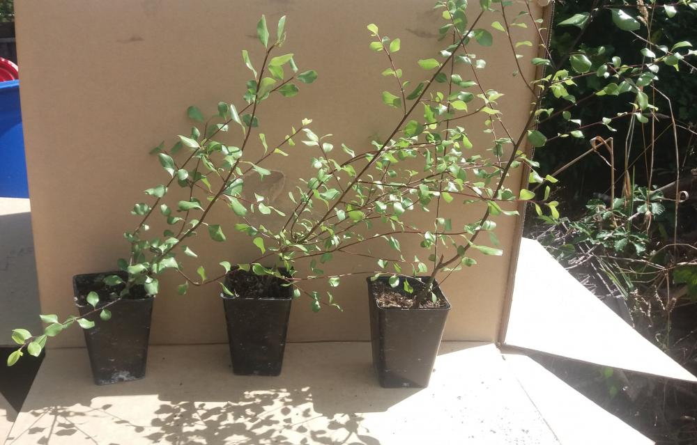 Kaipaki Nursery and Orchard